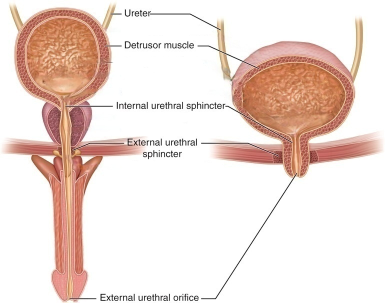 anatomy-male-female-urinary-system anatomy-male-female-urinary-system
